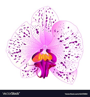 orchid phalaenopsis white and lila colours