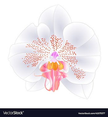 orchid phalaenopsis white colours natural