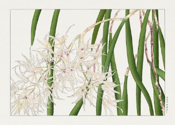 Orchid woodblock painting by Tanigami | Free Photo Illustration - rawpixel