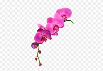 Orchidée Rose