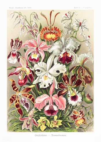 Orchideae&ndash;Denusblumen / A. Giltsch, gem from Kunstformen der Nat.. | Free public domain illustration - 2268369