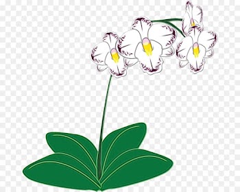 Orchids, Cattleya Orchids, Plants, Flower, Flowering Plant PNG