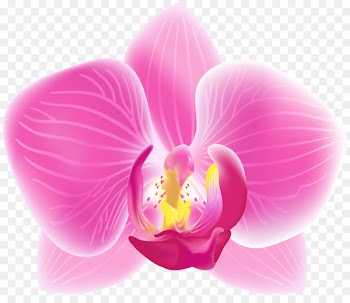 Orchids, Cattleya Percivaliana, Phalaenopsis Schilleriana, Flowering Plant, Petal PNG