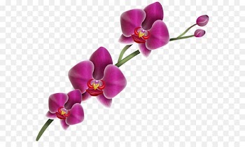 Orchids Clip art - Purple Orchid Clipart PNG Image 