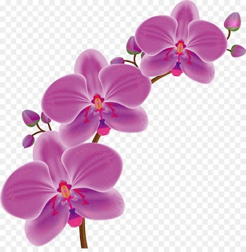 Orchids Drawing Flower - Vector cartoon orchids 