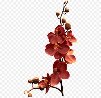 Orchids, Flower, Branch, Flowering Plant PNG