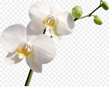 Orchids Flower Clip art - orchid 