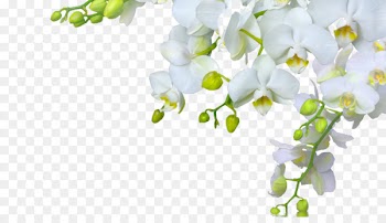 Orchids Flower Desktop Wallpaper Bud - orchid 
