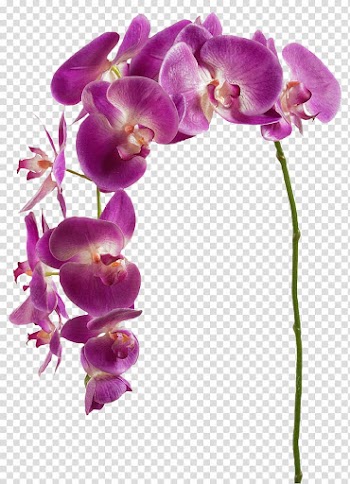 Orchids Flower Plant , flower transparent background PNG clipart