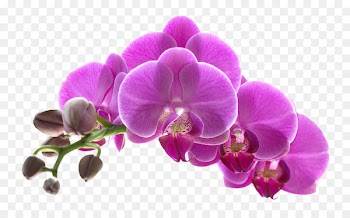 Orchids Flower Purple - Purple flowers download 
