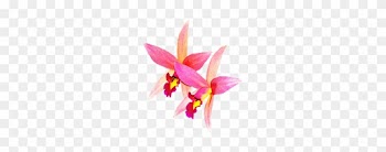 Orchids Flowers Rosa Nature Isolated Orchi - Ochids Png