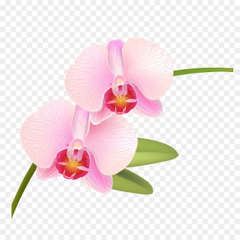 Orchids Pink Rose Phalaenopsis equestris Vector graphics - light pink 