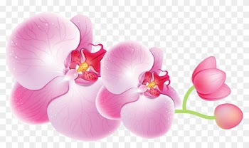 Orchids Png Clipart - Orchid Flower Png
