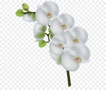 Orchids Stock photography Clip art - White Orchid Transparent Clip Art Image 