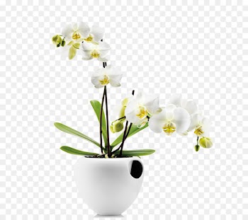 Orchids Water storage Watering can Flowerpot Plant - Floral art 
