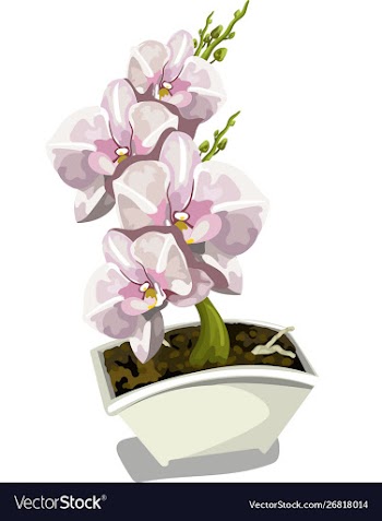 Orchids1 vector image