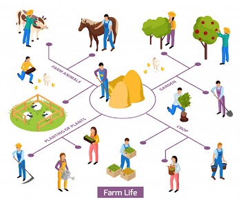 Ordinary farmers life isometric composition flowchart with isolated human characters and of plants and animals Free Vector
