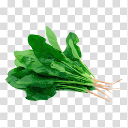 Oregano herb illustration - Transparent PNG & SVG vector