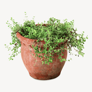 Oregano plant, isolated botanical image | Free PSD - rawpixel