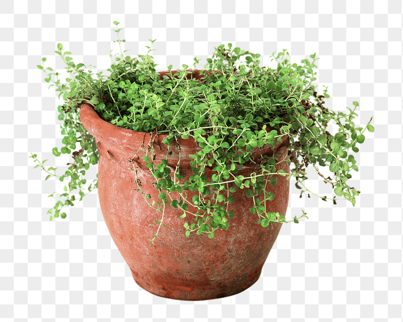 Oregano plant png sticker, transparent | Free PNG - rawpixel