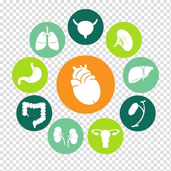 Organ Human body, heart transparent background PNG clipart