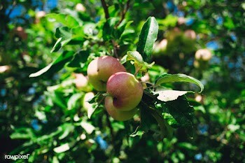 Organic apple | Free public domain photo - 600073