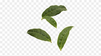 Organic Black Tea Leaves - Box Elder Tree Leaf