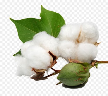 Organic cotton Cottonseed oil - cotton plant 