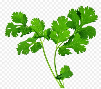 Organic food Coriander Indian cuisine Herb Parsley - Herbs 