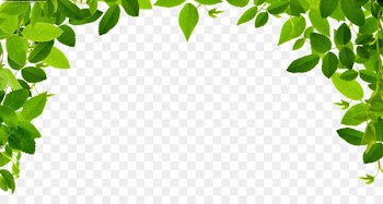 Organic food Nutrient Dietary supplement Mineral Vitamin - Jungle Border PNG Image 