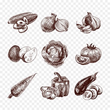 Organic food Vegetable Drawing Sketch - Vector melon fruit 