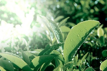 Organic green leaves with dew drops background