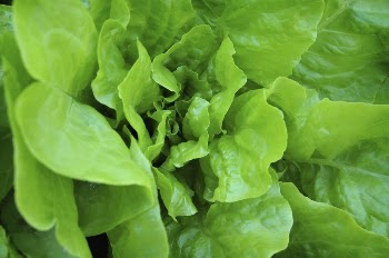 Organic lettuce. Original public domain | Free Photo - rawpixel