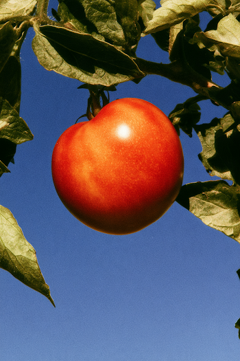 Organic Red Tomato on Tree