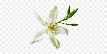 Organic Wrightia Tinctoria Extract Standardized For - Perforate St John's Wort