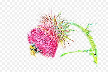 Organism, Flower, Pink PNG