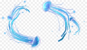 Organism Marine biology Water - jellyfish 