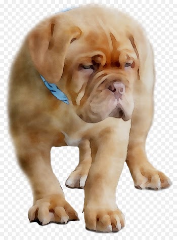Ori-Pei Olde English Bulldogge Dogue de Bordeaux Dog breed -  