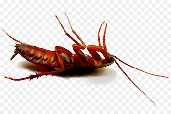 Oriental cockroach Hero Pest Solutions Ant Insect -  