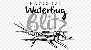 Oriental cockroach T-shirt Citizen science The Waterbug Shop - adwords badge 