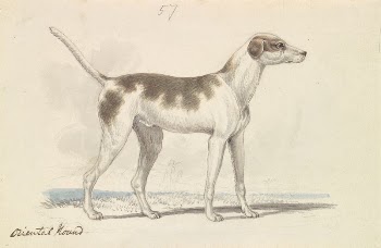 Oriental Hound by Charles Hamilton | Free Photo - rawpixel
