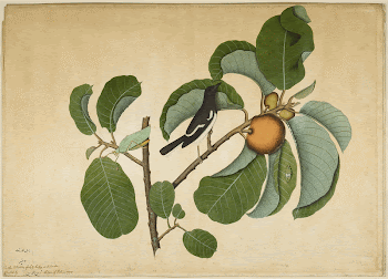 Oriental Magpie Robin with Katydid | Free Photo - rawpixel