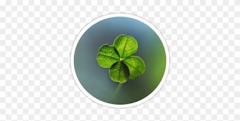 Original Four Leaf Clover &amp; - Duck Life
