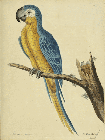 Original public domain image from Biodiversity | Free Photo - rawpixel