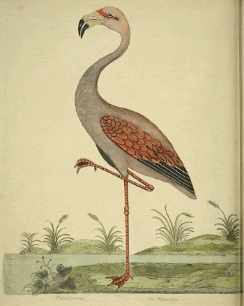 Original public domain image from Biodiversity | Free Photo - rawpixel