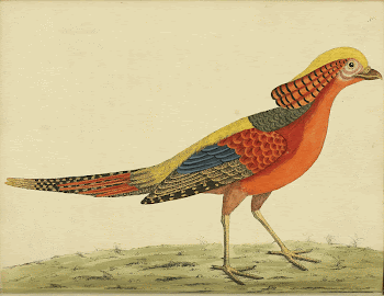 Original public domain image from Biodiversity | Free Photo - rawpixel