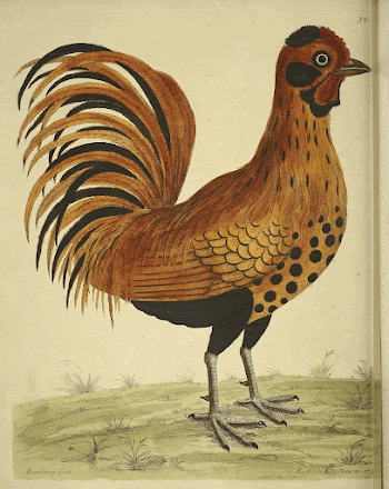 Original public domain image from Biodiversity | Free Photo - rawpixel