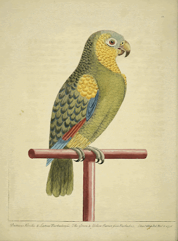 Original public domain image from Biodiversity | Free Photo - rawpixel