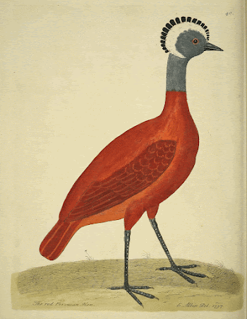 Original public domain image from Biodiversity | Free Photo - rawpixel