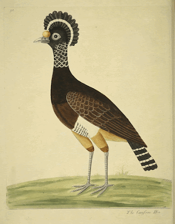 Original public domain image from Biodiversity | Free Photo - rawpixel